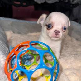 Jellybean 3500 - Blue merle male Chihuahua puppy in Naples, Florida from Naples Tiny Dogs