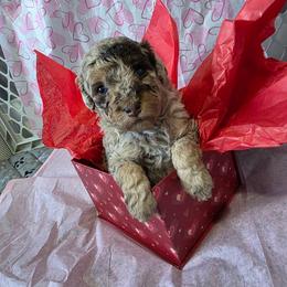 Nova - Red merle female Aussiedoodle puppy in Loveland, Colorado from A&L Ranch Aussiedoodles