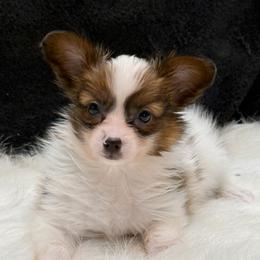 Romeo - White black and tan male Papillon puppy in Bowling Green, Kentucky from Tiffany's Papillons