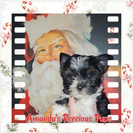 Girl 3 - Parti female Yorkshire Terrier puppy in Wartburg, Tennessee from Amanda's Precious Pups