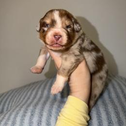 Hopper - Red merle male Australian Shepherd puppy in Anniston, Alabama from All Hale Aussies