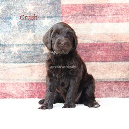 Crush - Chocolate female Australian Labradoodle puppy in Hurricane, Utah from Red Desert Doodles