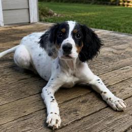 Elton - Blue belton and tan (tri-color) male English Setter puppy in Rogers, Ohio from StoneyBrook Setters