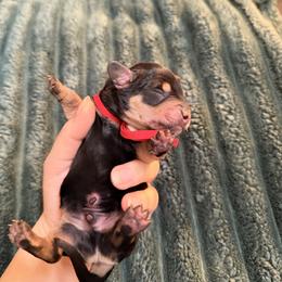 Male 3 (red collar) - Black and cream male Dachshund puppy in Modesto, California from Once Upon a Mini Dachshund