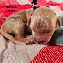 Revere - Apricot male Goldendoodle puppy in Peyton, Colorado from Grace N Faith Doodles