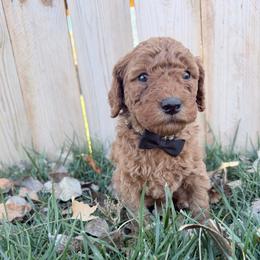 Ernest-Black - Red  male Goldendoodle puppy in Casper, Wyoming from 307 Doodles