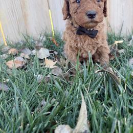 Ernest-Black - Red  male Goldendoodle puppy in Casper, Wyoming from 307 Doodles