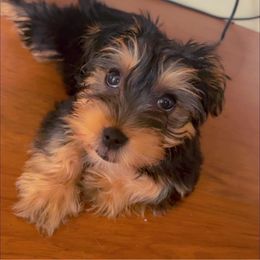 Assorted Doodle Crosses, Double Doodle, Maltipoo, Morkie, and Yorkipoo Puppies from Danza Bolo