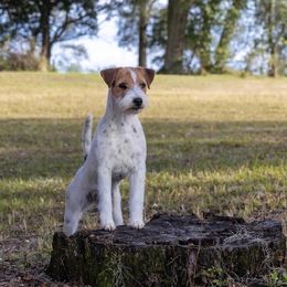Lilibet - Parson Russell Terrier