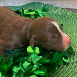 Shandy - Red tri-color female Australian Shepherd puppy in Marshall, Virginia from Greywood Farm Aussies
