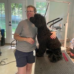 Portuguese Water Dog All Grown Up from Southern Splash