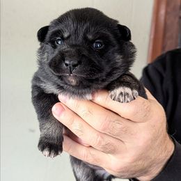Yellow Girl - Suvi - Black and tan female Lapponian Herder puppy in Prattsburgh, New York from Maalattu Koirankoppi Lapponian Herders