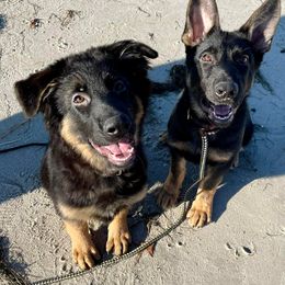 German Shepherd Puppies from Rouse shepherds