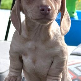 Dachshund Puppies from Longdox Mini Dachshunds