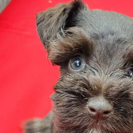 Boy 3 - Liver Miniature Schnauzer puppy in Malvern, Arkansas from Deep South Miniature Schnauzers