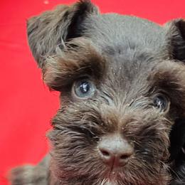 Boy 3 - Liver Miniature Schnauzer puppy in Malvern, Arkansas from Deep South Miniature Schnauzers
