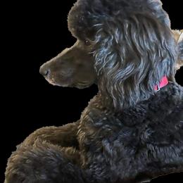 Poodles from Purvis Poodles & Paws