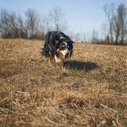 Bullseye - Border Collie