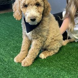 Goldendoodle and Poodle Puppies from Guthrie Farms