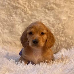 Dachshund and Miniature Schnauzer Puppies from The Bossy Doxie Farm