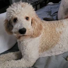 Poodles from Leatherman Farms