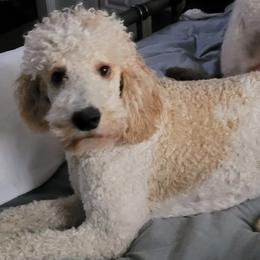 Poodles from Leatherman Farms