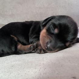 Charcoal - Black and tan female Dachshund puppy in Hope, Michigan from Hope Heelers