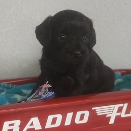 Drew - Black female Cavapoo puppy in Marshfield, Missouri from Clearview Kennels