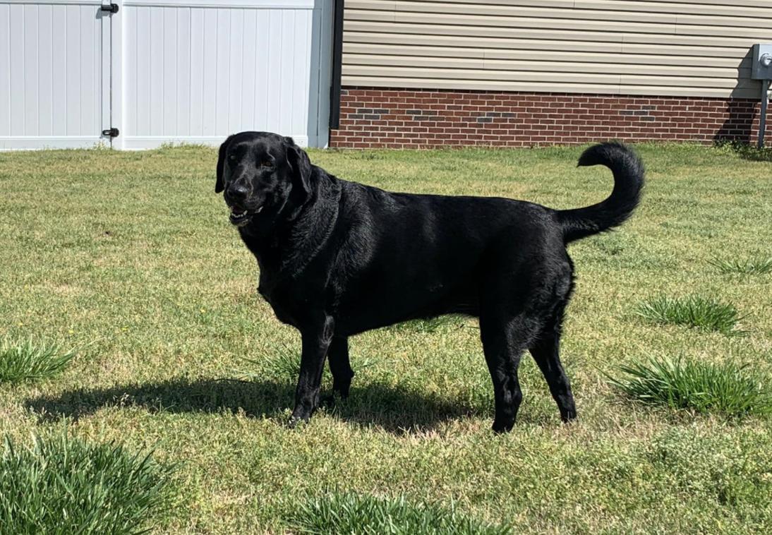 Weeping Willows Labradors in North Carolina Labrador Retriever