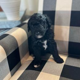 Noodle - White and black male Bordoodle puppy in Valley Center, California from Circle R Valley Bordoodls