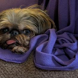 Gigi - Brussels Griffon