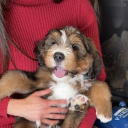 Bernedoodle, Cavapoo, and Goldendoodle Puppies from Blackberry Farm Puppies