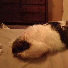 Shih Tzus from Trent's Shih Tzu's