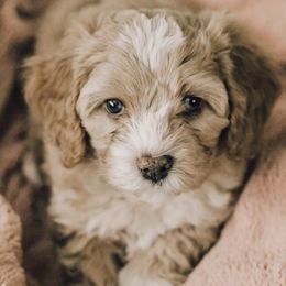 Cavapoo Puppies from The Cuddle Cavapoo Co.