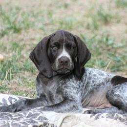 German Shorthaired Pointer Puppies from Keystone Gun Dogs/vom Schlussstein Shorthairs
