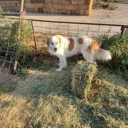 Anatolian Shepherd Dogs and Miniature American Shepherds from Fief Family Farm