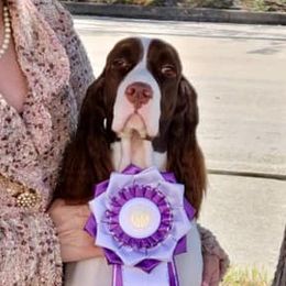 Cleo - English Springer Spaniel