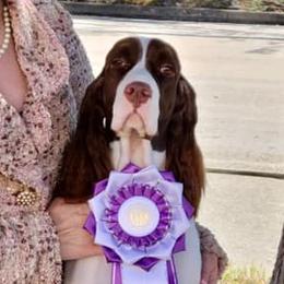 Cleo - English Springer Spaniel