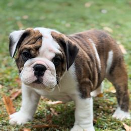 Rocky - Brindle male Bulldog puppy in Cleveland, Tennessee from Dowds Bulldogs