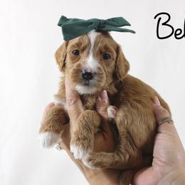 Bellini - Red  female Goldendoodle puppy in Casa Grande, Arizona from AzDoodle Dandies
