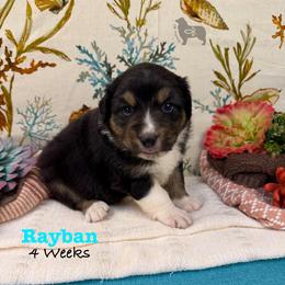 Rayban - Black tri-color male Australian Shepherd puppy in El Dorado Springs, Missouri from OR Aussies