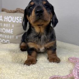 Dachshund Puppies from Shepherds Run Miniature Dachshunds