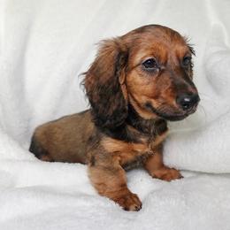 Maverick - Red male Dachshund puppy in Texarkana, Texas from Lolo&CoDachshunds
