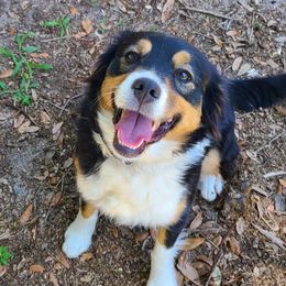 Rummy - Miniature Australian Shepherd