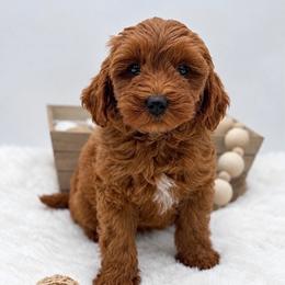 Orange collar - Red  male Goldendoodle puppy in Belgrade, Montana from 406springhilldoodles
