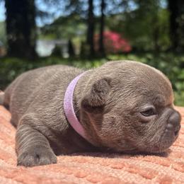 Hazel - Blue female French Bulldog puppy in Salisbury, Maryland from 77 Frenchies Maryland
