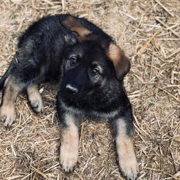 German Shepherd Puppies from Sonnenhügel Shepherds