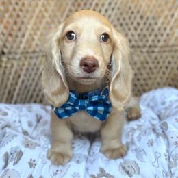 Tofu - Cream male Dachshund puppy in Duncanville, Alabama from Bear Creek Dachshunds
