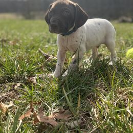German Shorthaired Pointer Puppies from Pilgrims Trails Pointers