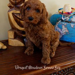 "Cairo" Australian Labradoodle Puppies from Draycot Meadows Australian Labradoodles